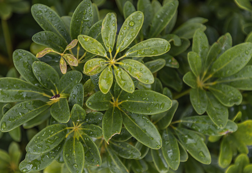 Close-up of raindrops on green leaves in rainy season