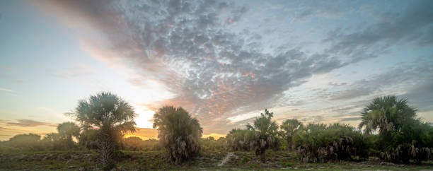 istock Early morning Florida sky 1343404414