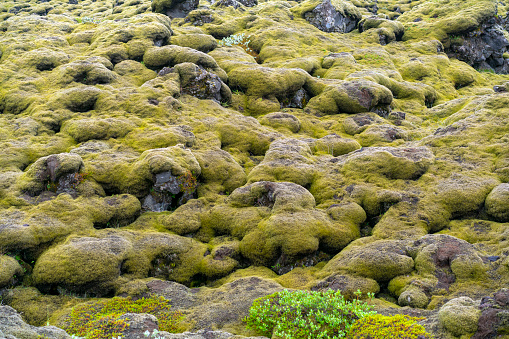 Alien Iceland landscape with lava field covered with brown moss Eldhraun from volcano eruption and cloudy sky