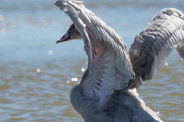 A young cygnet learns to preen at the lake at Wimbledon Common