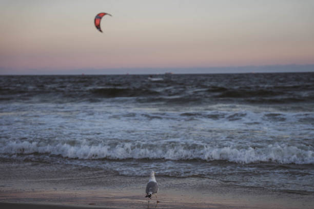 istock Seagull watches kitesurfer at sunset 1343407249