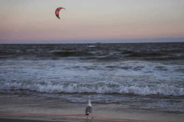 Seagull watches kitesurfer at sunset stock photo