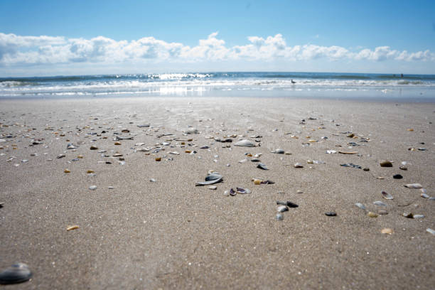 Seashells and rocks on beach sand at shoreline with horizon stock photo