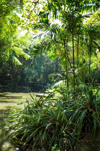 istock green forest in nature garden 1343408163