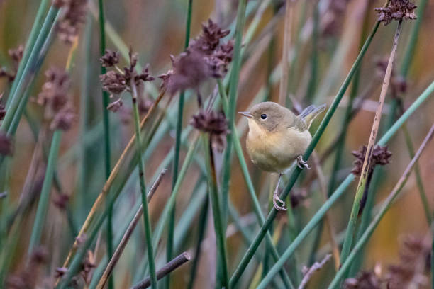 Female Common Yellowthroat Warbler on Marsh Grass Female Common Yellowthroat Warbler on Marsh Grass marsh warbler stock pictures, royalty-free photos & images