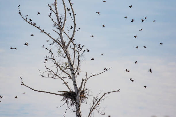 istock Red-Winged Blackbirds Congregate on Dead Snags in a Tidal Marsh 1343409669