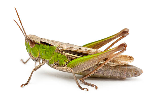 cricket перед белый фон - grasshopper стоковые фото и изображения