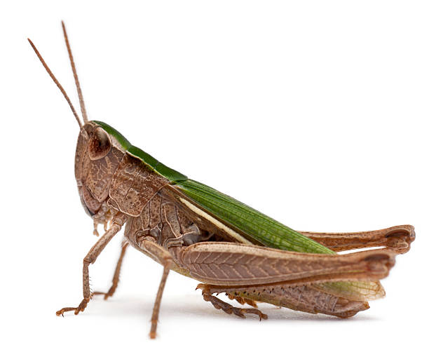istock Grasshopper in front of white background 134341034