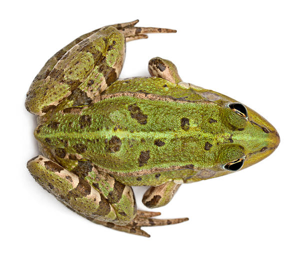 High Angle View Of Common European Frog Rana Esculenta Stock Photo