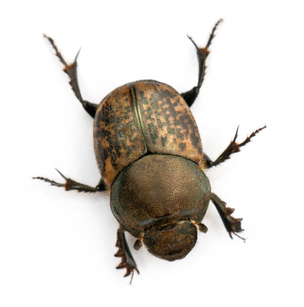 istock Scarab beetle - Onthophagus Sp, in front of white background 134341160