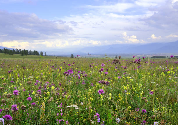 Bright meadow flowers under the blue evening sky surrounded by the Altai Mountains. Siberia, Russia
