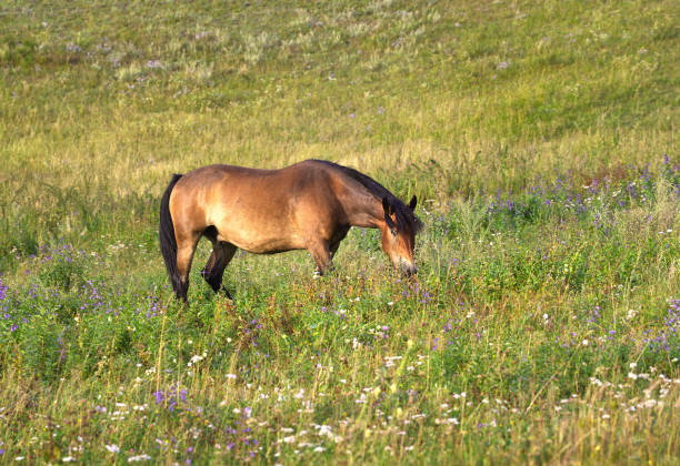 istock A bay horse is grazing in a meadow 1343413464