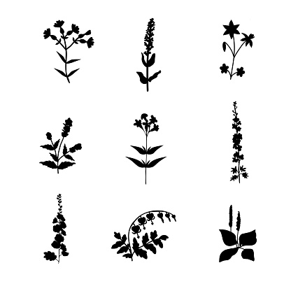Isolated vector plants botanical collection