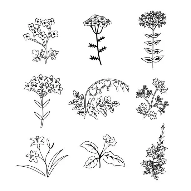 Vector illustration of Vector plants set