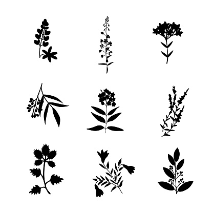 Isolated vector plants botanical collection