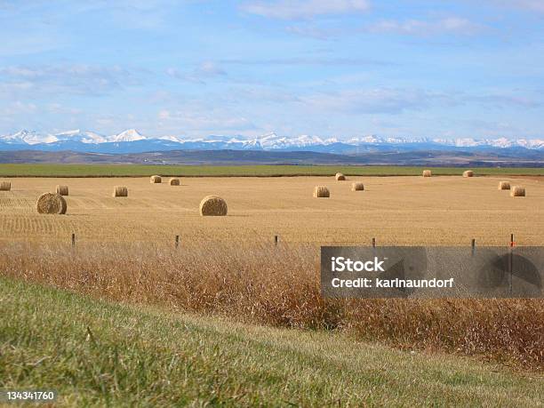 Foto de Montanhas Montanhas E Bales e mais fotos de stock de Agricultura - Agricultura, Alberta, Campo