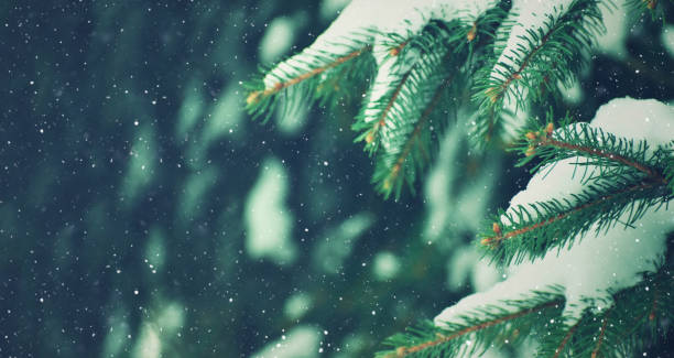 christmas evergreen fir tree branches close up covered in snow and falling snow background with copy space - fir tree coniferous tree needle tree imagens e fotografias de stock