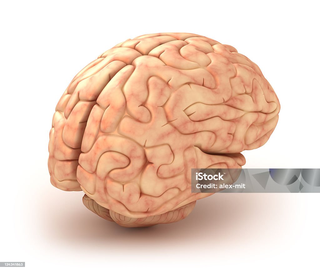 Мозг человека 3D-модели - Стоковые фото Анатомия роялти-фри