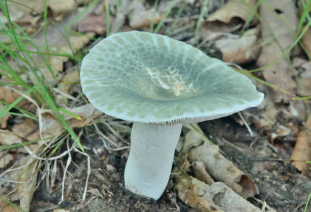 A close up of the edible mushroom russula (Russula virescens).