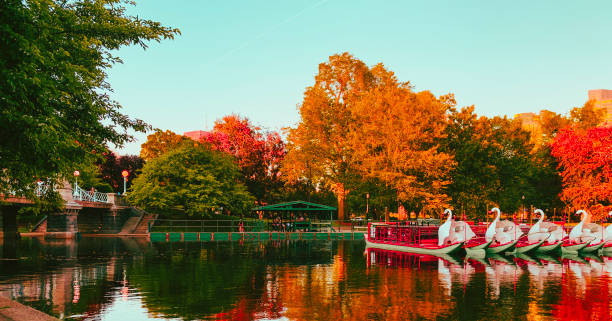 boston common swan boats - boston sunset city bridge imagens e fotografias de stock