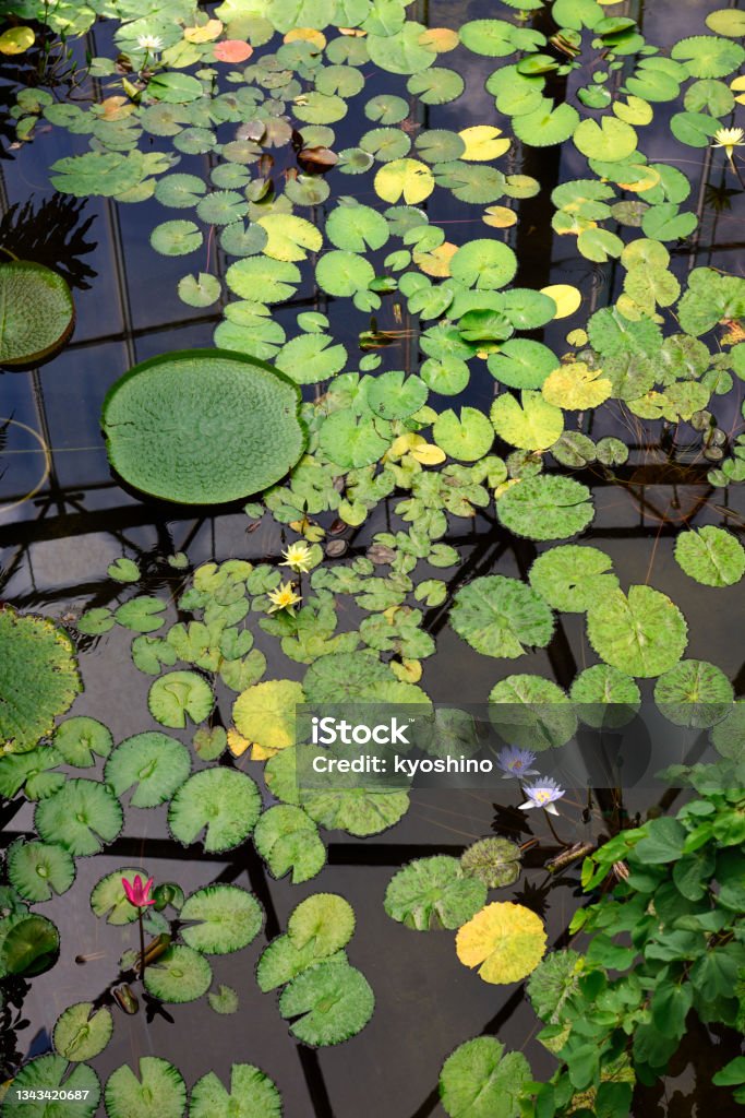 Giant water lilies Amazon Victoria with flowers in a botanical garden. High angle view of giant water lilies Victoria with flowers. Water Lily Stock Photo