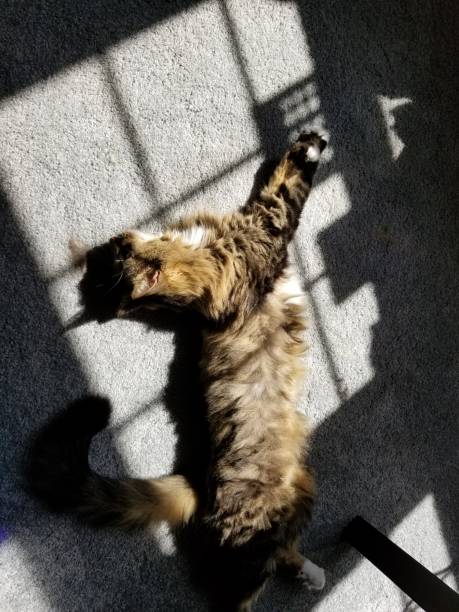 istock Cute happy tabby cat stretched out on floor in sunny spot 1343420701