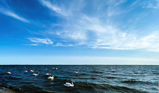 Blue sky in late afternoon above turquoise colored bay. Shallow waves meet the horizon and blue sky with wispy clouds above. A group of white Mute Swans swims in from left. Wide shot with copy space. Great South Bay, Long Island, New York State.