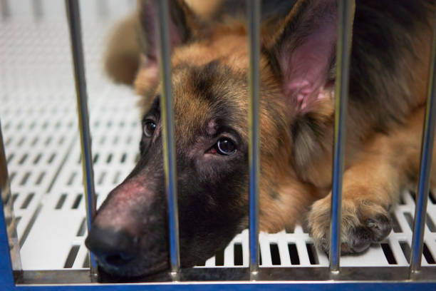 istock German Shepherd dog lying in cage looking up 1343422578