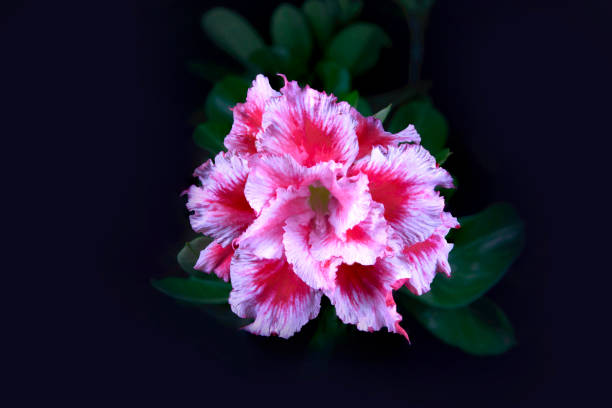 istock Beautiful red azalea flowers isolated on black background 1343422656