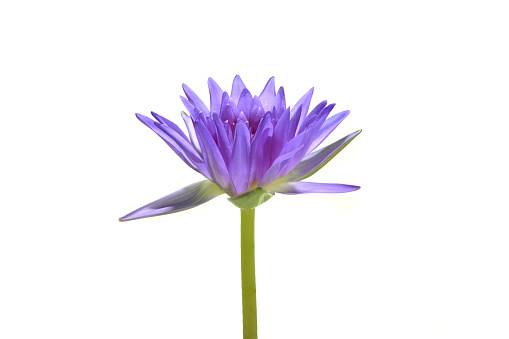 Beautiful purple water lily isolated on white