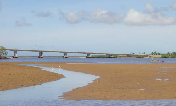 istock Sergipe, Brazil: mangrove area at low tide 1343426348