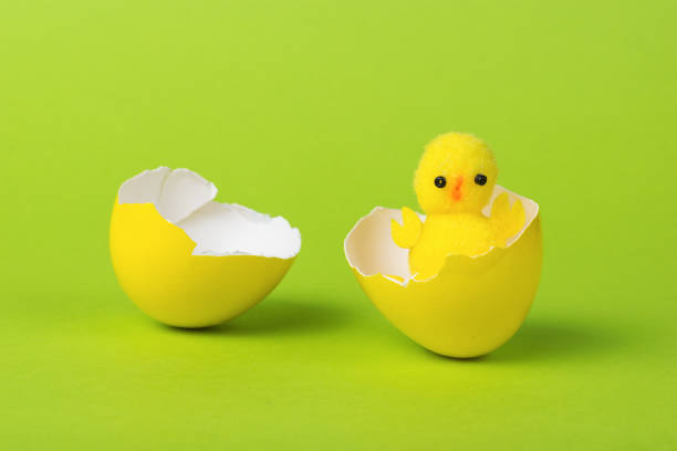 istock A small chicken climbing out of a yellow egg on a green background. 1343429129