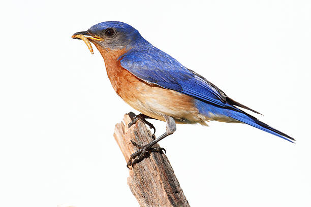 Isolated Bluebird On A Perch With Worm Eastern Bluebird (Sialia sialis) on a stick with a worm - Isolated on a white background bluebird bird stock pictures, royalty-free photos & images