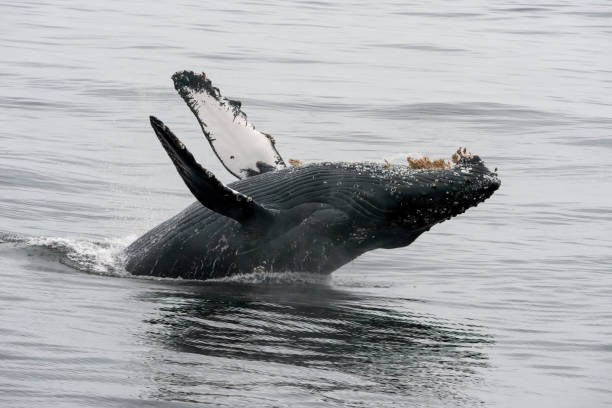 istock Humpback Whale Monterey Bay California 1343432943