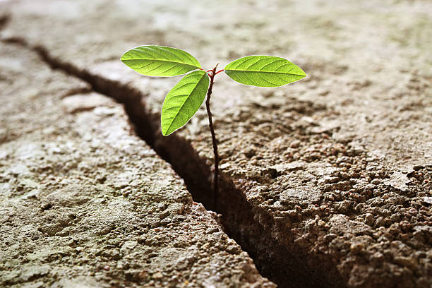 istock Sprout growing out of concrete 134343322