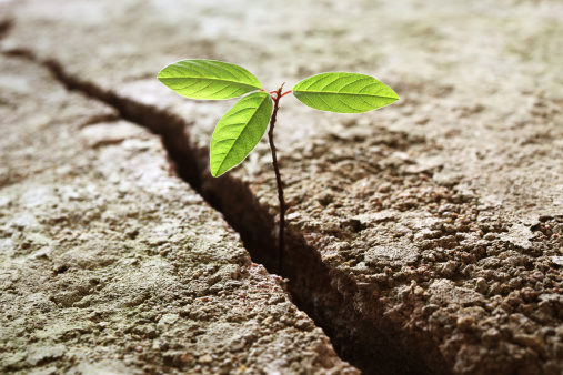 A young plant growing out of concrete. Concept of hope or business break through