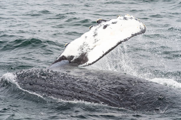 istock Humpback Whale Monterey Bay California 1343433521