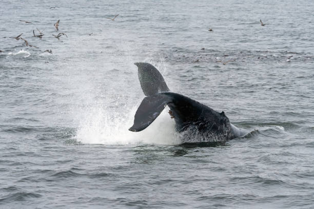 istock Humpback Whale Monterey Bay California 1343433522
