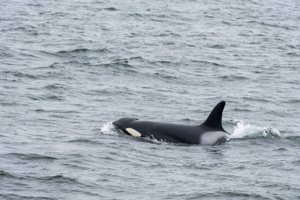 istock Orca Whale in Monterey Bay 1343433527