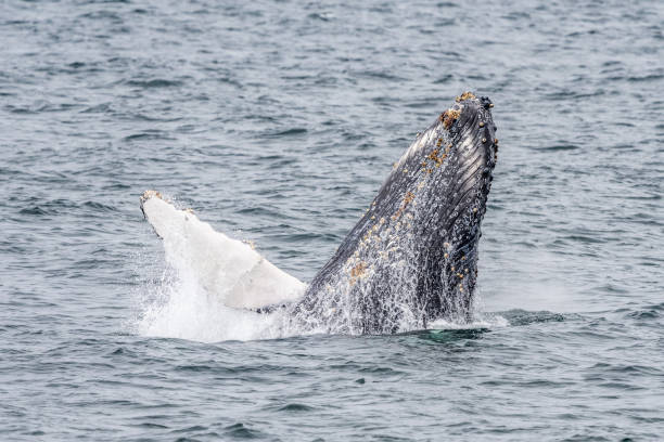 istock Humpback Whale Monterey Bay California 1343433533
