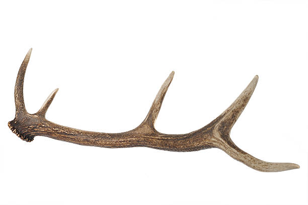 istock horn of deer 134343666