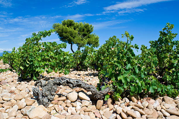 Vineyard, from Chateauneuf-du-Pape. Provence. France.