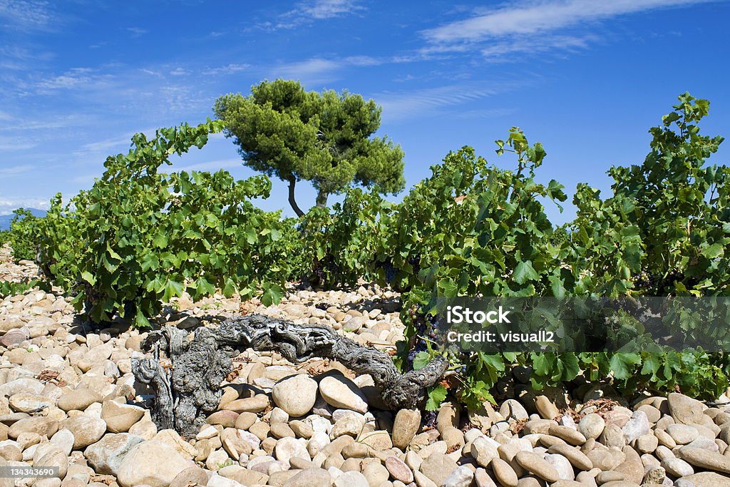 Winnica w Chateauneuf-du-Pape. Provence. - Zbiór zdjęć royalty-free (Châteauneuf-du-Pape)