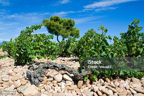 Vinha Chateauneufdupape Provença - Fotografias de stock e mais imagens de Chateauneuf-du-Pape - Chateauneuf-du-Pape, Vinha, Rhône