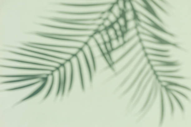 istock Two curved shadows of a palm tree on a green background. Minimal modern concept. 1343446173