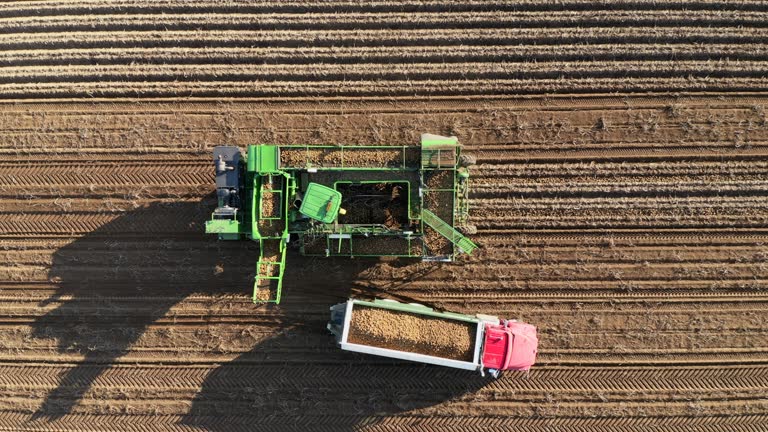 Aerial View of Truck and Agricultural Machinery Harvesting Fresh Potatoes