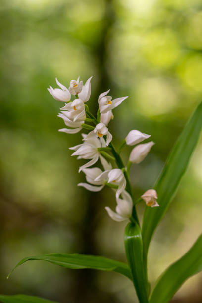 Cephalanthera longifolia flower in the field, close up flowers captured in Bohinj valley Slovenia cephalanthera longifolia photos stock pictures, royalty-free photos & images