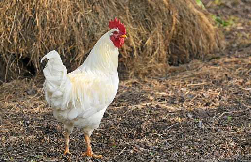 A white proud rooster at an organic farm.