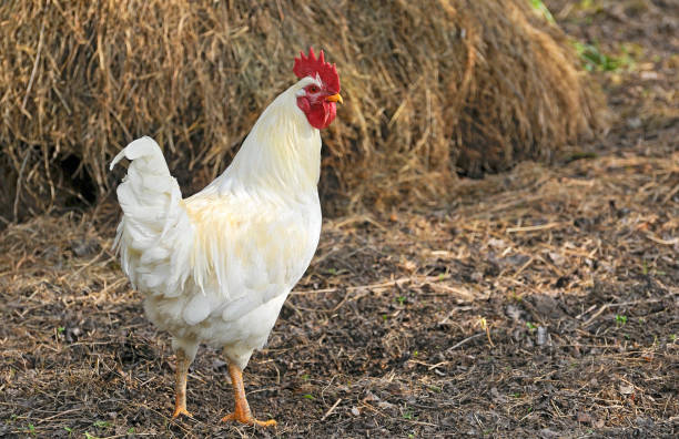 A white proud rooster at an organic farm. stock photo
