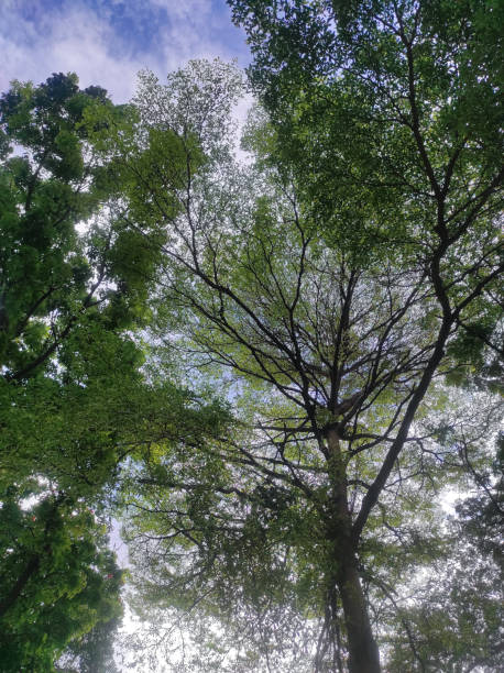 istock Natural tree branches sillhouette againts the blue sky - Stock Photos. 1343452352